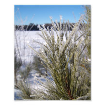 Frosty Pine Photo Art