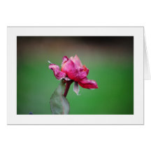 Frozen in Time Greeting Card