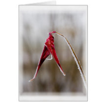 Frozen in time greeting cards