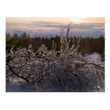 Frozen tree sculpture post card