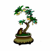 Fruiting Bonsai in Pot Bonsai Graphic Image Cut Outs