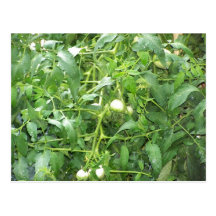 Fruits & Vegetables - Postcard