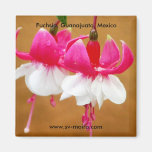 Fuchsia (fuschsia), San Gabriel de Barrera Fridge Magnets