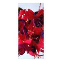 FUCHSIAS I FULL COLOR RACK CARD