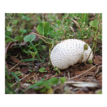 Fungi in the grass photo print