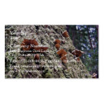 Fungi on redwood bark business card templates