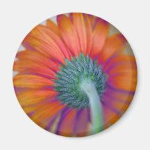 Funky Gerbera Refrigerator Magnets