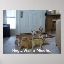 Funny Animal Picture - Cute Chihauhau Poster