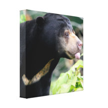 Funny Black Bear Canvas Print