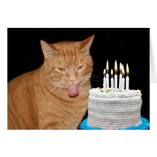 Funny cat birthday card