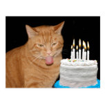 Funny cat birthday post cards