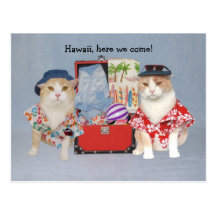 Funny Cats on Cruise Post Cards