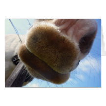 Funny Horse Greeting Card