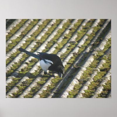 Funny Magpie