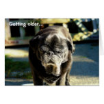 Funny Old Black Pug Birthday Card