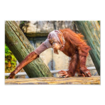 Funny Orangutan Photo Art