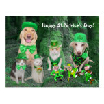 Funny Pets & Leprechauns Postcard