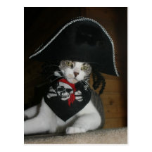 Funny Pirate Cat Post Card