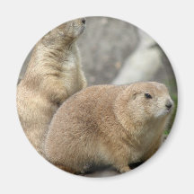 Funny Prairie Dogs Magnet