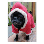 Funny Pug Birthday Greeting Card