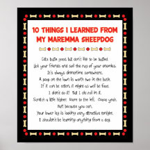 Funny Things I Learned From My Maremma Sheepdog Print