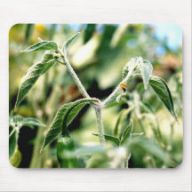 Furry Chilies Mouse Pad