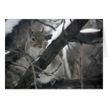 Furry Little Spy Greeting Cards