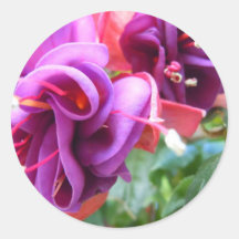 Fuschia Dio Stickers