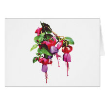 Fuschia, Marshia Cards