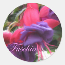 Fuschia Stickers