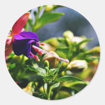 Fuschias Flowers Round Stickers