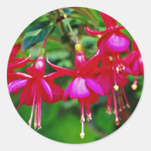 Fuschias  flowers sticker