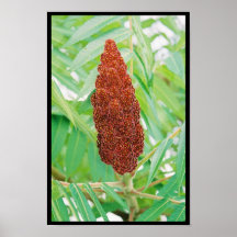 Fuzzy Nature Posters