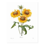 Gaillardia Post Card