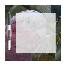 Galah