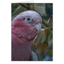 Galah Cards
