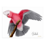 Galah Cockatoo Postcard