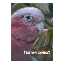 Galah Custom Invitation