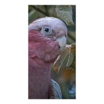 Galah Custom Photo Card