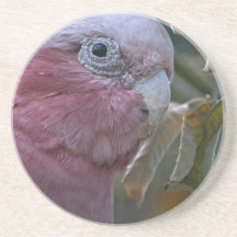 Galah Drink Coasters