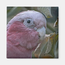 Galah Fridge Magnet