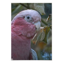 Galah Photo Print
