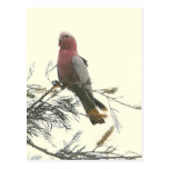 Galah Postcard