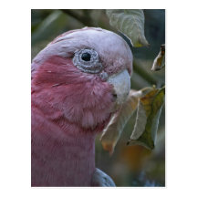 Galah Postcard