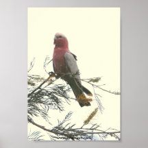galah print