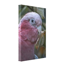 Galah Stretched Canvas Prints