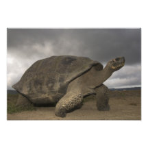 Galapagos Giant Tortoise Geochelone Art Photo