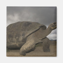 Galapagos Giant Tortoise Geochelone Refrigerator Magnets