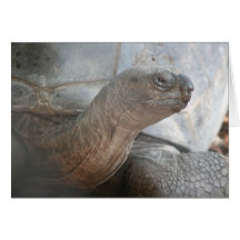 Galápagos giant tortoise photograph greeting cards