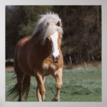 palomino galloping